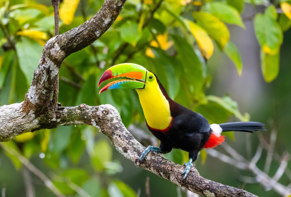 Tortuguero - San José